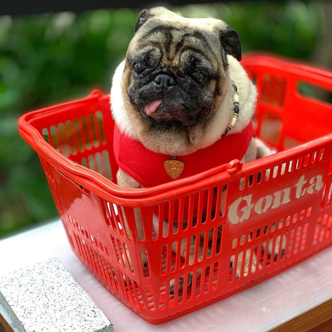 のインスタグラム：「Saturday good morning go to skateboard😊#keelyafternoontea #Gonta2#speakpug #smilingpugs #pugjapan #pug #love #pugsofinstagram #zerozeropug #skateboardpug #pugshit #worldofpug」