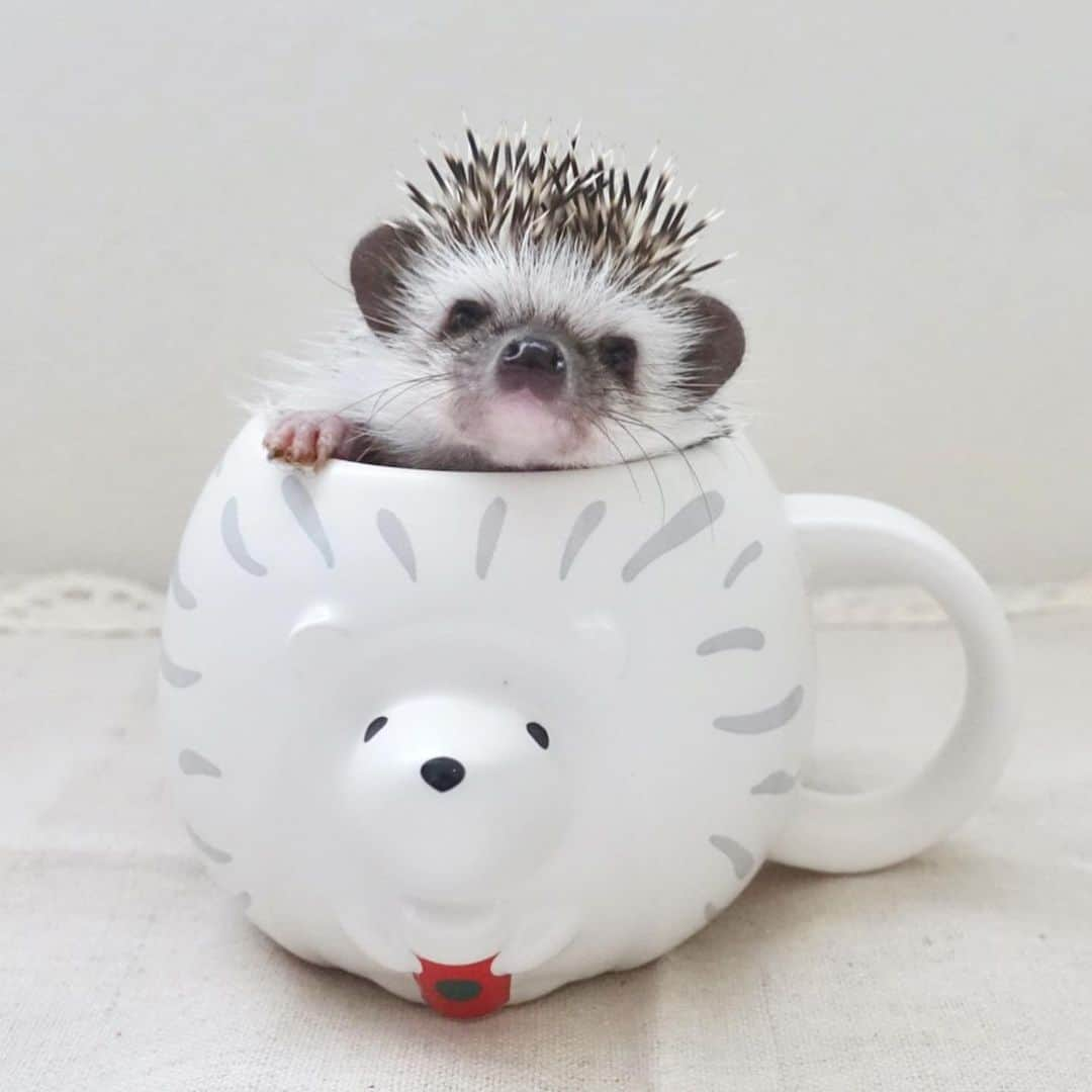 ラド&ティンクさんのインスタグラム写真 - (ラド&ティンクInstagram)「* 🦔　in mug * model ： Liam * * @starbucks_j のハリネズミのマグカップの上に乗るかなって思ったら、まだちっこいリアムはすっぽり。 まるで　#五右衛門風呂 だね🤣 掛けた手が可愛い❤️（ちょっと汚れてるけど） * *  お迎えして3週間 * * お風呂デビューはみんなどれくらいだった？ そろそろかなぁ？ * * #リアム　#はりねずみのリアム #はりねずみ #ハリネズミ #針鼠 #ヨツユビハリネズミ #ヘッジホッグ  #ペット #ふわもこ部 #モフモフ #hedgehog #pygmyhedgehog #lovelypet #cuteanimals #hedgehogfamily #hedgie #Hérisson #igel#riccio #Erizo #고슴도치 #刺猬 #pecotv」6月27日 8時30分 - rado_pompon