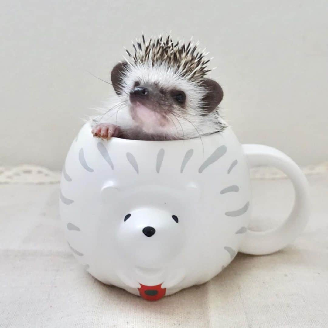 ラド&ティンクさんのインスタグラム写真 - (ラド&ティンクInstagram)「* 🦔　in mug * model ： Liam * * @starbucks_j のハリネズミのマグカップの上に乗るかなって思ったら、まだちっこいリアムはすっぽり。 まるで　#五右衛門風呂 だね🤣 掛けた手が可愛い❤️（ちょっと汚れてるけど） * *  お迎えして3週間 * * お風呂デビューはみんなどれくらいだった？ そろそろかなぁ？ * * #リアム　#はりねずみのリアム #はりねずみ #ハリネズミ #針鼠 #ヨツユビハリネズミ #ヘッジホッグ  #ペット #ふわもこ部 #モフモフ #hedgehog #pygmyhedgehog #lovelypet #cuteanimals #hedgehogfamily #hedgie #Hérisson #igel#riccio #Erizo #고슴도치 #刺猬 #pecotv」6月27日 8時30分 - rado_pompon