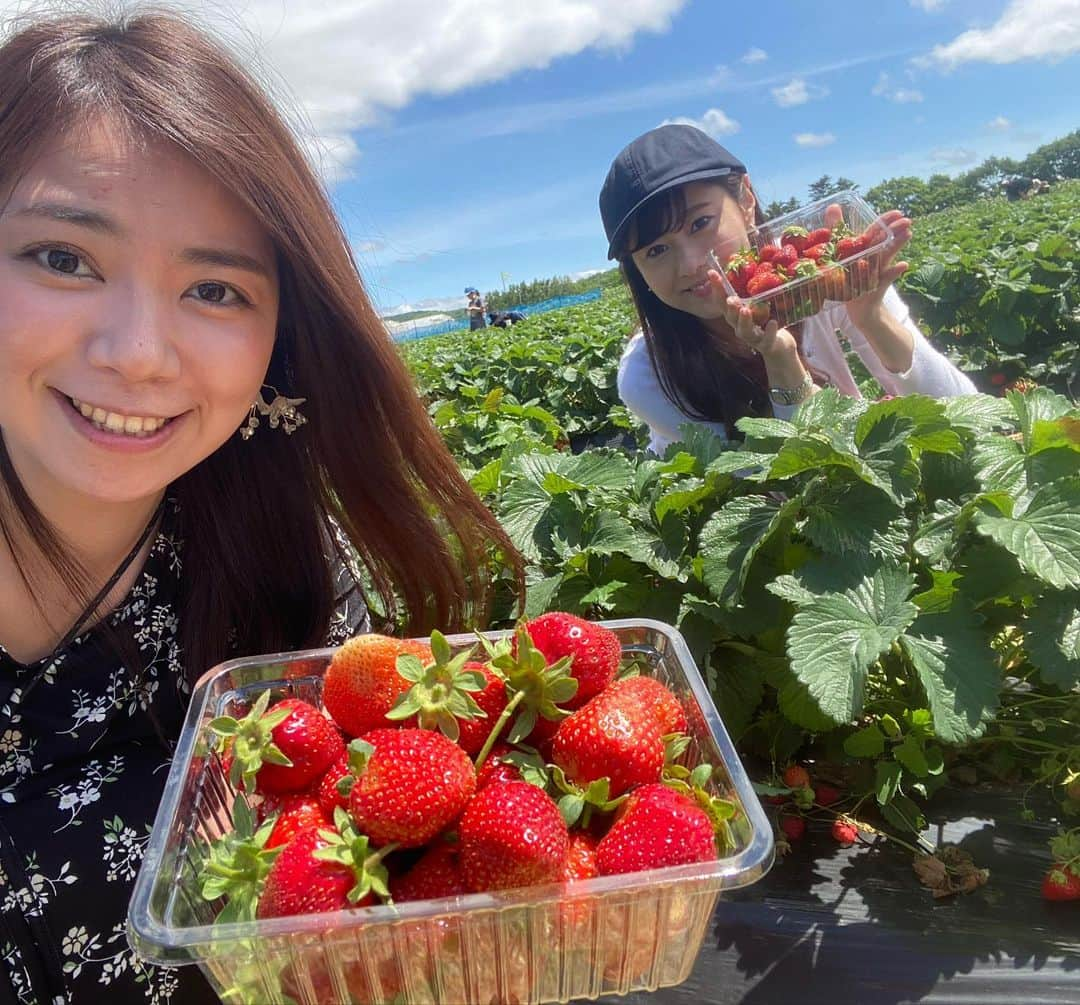 佐藤彩さんのインスタグラム写真 - (佐藤彩Instagram)「大好きないちごをたくさん食べられる幸せ🥺🍓 . . 19日から札幌と他の地域との往来が解除となったので、千歳市のいちご農園へ行きました🍓  谷藤アナ(@hbc_tnfj63 )と大堀アナ(@hbc_oohoriyui )と一緒に楽しんだいちご狩り😊🍓 . . 密にならないように気を遣いながら。 食べ放題という言葉に誘われ、食べたいちごの数は… 123個😳🍓 1.2.3フィニッシュです😂笑  子どものように、いちごに夢中でした。笑 . . こちらのいちご農園さんでは、今まではいちごを食べた後のヘタはそのまま土にかえす形だったそうですが… 今年から、持ち帰り用のパックとは別にそれぞれ紙コップが渡され、紙コップに入れたヘタは最後に回収される形になりました。 消毒液もありますし、感染対策しっかりされていましたよ。  あぁ、楽しかったなぁ😆🍓 そしてみんな可愛い！！ . 素敵な写真をたくさん撮ってくれた谷藤アナが、キャッチフレーズもつけて送ってくれた写真✨ ポスターみたい😳！！ . . 姉妹感が出ていませんか？🍓 . . . #いちご狩り #いちご #🍓 #いちご大好き #いちごに夢中 #1時間で #123個  #美味しくて #たくさん食べちゃった #いちご大食い選手権 #出られるかも  #楽しい #プチ旅 #千歳市  #札幌を出たのは4ヶ月半ぶり #前回はスノボでルスツ #季節はこんなに進みました #新しい形にチェンジ #姉妹感 #HBC #北海道放送 #アナウンサー #谷藤博美 アナ　#大堀結衣 アナ　#佐藤彩」6月27日 8時37分 - hbc_ayasato