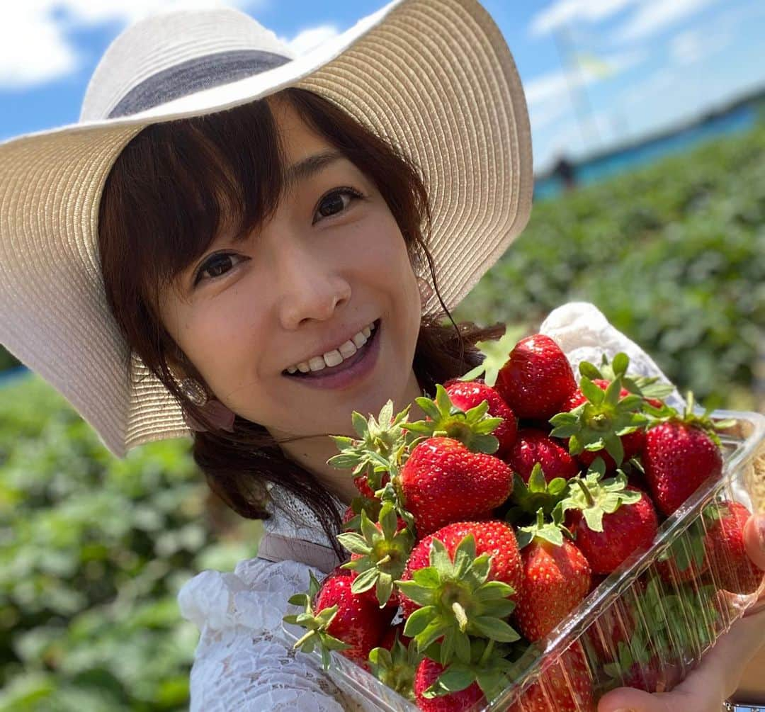 佐藤彩さんのインスタグラム写真 - (佐藤彩Instagram)「大好きないちごをたくさん食べられる幸せ🥺🍓 . . 19日から札幌と他の地域との往来が解除となったので、千歳市のいちご農園へ行きました🍓  谷藤アナ(@hbc_tnfj63 )と大堀アナ(@hbc_oohoriyui )と一緒に楽しんだいちご狩り😊🍓 . . 密にならないように気を遣いながら。 食べ放題という言葉に誘われ、食べたいちごの数は… 123個😳🍓 1.2.3フィニッシュです😂笑  子どものように、いちごに夢中でした。笑 . . こちらのいちご農園さんでは、今まではいちごを食べた後のヘタはそのまま土にかえす形だったそうですが… 今年から、持ち帰り用のパックとは別にそれぞれ紙コップが渡され、紙コップに入れたヘタは最後に回収される形になりました。 消毒液もありますし、感染対策しっかりされていましたよ。  あぁ、楽しかったなぁ😆🍓 そしてみんな可愛い！！ . 素敵な写真をたくさん撮ってくれた谷藤アナが、キャッチフレーズもつけて送ってくれた写真✨ ポスターみたい😳！！ . . 姉妹感が出ていませんか？🍓 . . . #いちご狩り #いちご #🍓 #いちご大好き #いちごに夢中 #1時間で #123個  #美味しくて #たくさん食べちゃった #いちご大食い選手権 #出られるかも  #楽しい #プチ旅 #千歳市  #札幌を出たのは4ヶ月半ぶり #前回はスノボでルスツ #季節はこんなに進みました #新しい形にチェンジ #姉妹感 #HBC #北海道放送 #アナウンサー #谷藤博美 アナ　#大堀結衣 アナ　#佐藤彩」6月27日 8時37分 - hbc_ayasato