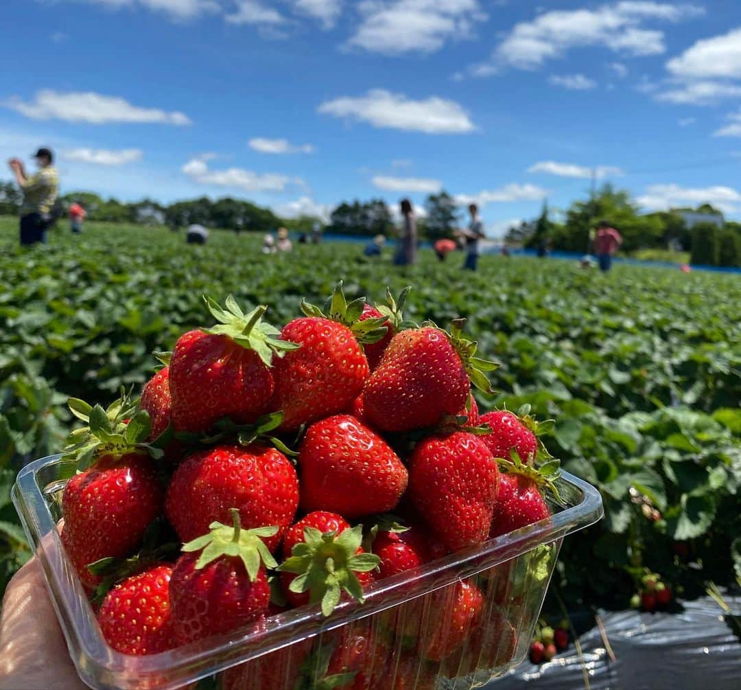 佐藤彩さんのインスタグラム写真 - (佐藤彩Instagram)「大好きないちごをたくさん食べられる幸せ🥺🍓 . . 19日から札幌と他の地域との往来が解除となったので、千歳市のいちご農園へ行きました🍓  谷藤アナ(@hbc_tnfj63 )と大堀アナ(@hbc_oohoriyui )と一緒に楽しんだいちご狩り😊🍓 . . 密にならないように気を遣いながら。 食べ放題という言葉に誘われ、食べたいちごの数は… 123個😳🍓 1.2.3フィニッシュです😂笑  子どものように、いちごに夢中でした。笑 . . こちらのいちご農園さんでは、今まではいちごを食べた後のヘタはそのまま土にかえす形だったそうですが… 今年から、持ち帰り用のパックとは別にそれぞれ紙コップが渡され、紙コップに入れたヘタは最後に回収される形になりました。 消毒液もありますし、感染対策しっかりされていましたよ。  あぁ、楽しかったなぁ😆🍓 そしてみんな可愛い！！ . 素敵な写真をたくさん撮ってくれた谷藤アナが、キャッチフレーズもつけて送ってくれた写真✨ ポスターみたい😳！！ . . 姉妹感が出ていませんか？🍓 . . . #いちご狩り #いちご #🍓 #いちご大好き #いちごに夢中 #1時間で #123個  #美味しくて #たくさん食べちゃった #いちご大食い選手権 #出られるかも  #楽しい #プチ旅 #千歳市  #札幌を出たのは4ヶ月半ぶり #前回はスノボでルスツ #季節はこんなに進みました #新しい形にチェンジ #姉妹感 #HBC #北海道放送 #アナウンサー #谷藤博美 アナ　#大堀結衣 アナ　#佐藤彩」6月27日 8時37分 - hbc_ayasato