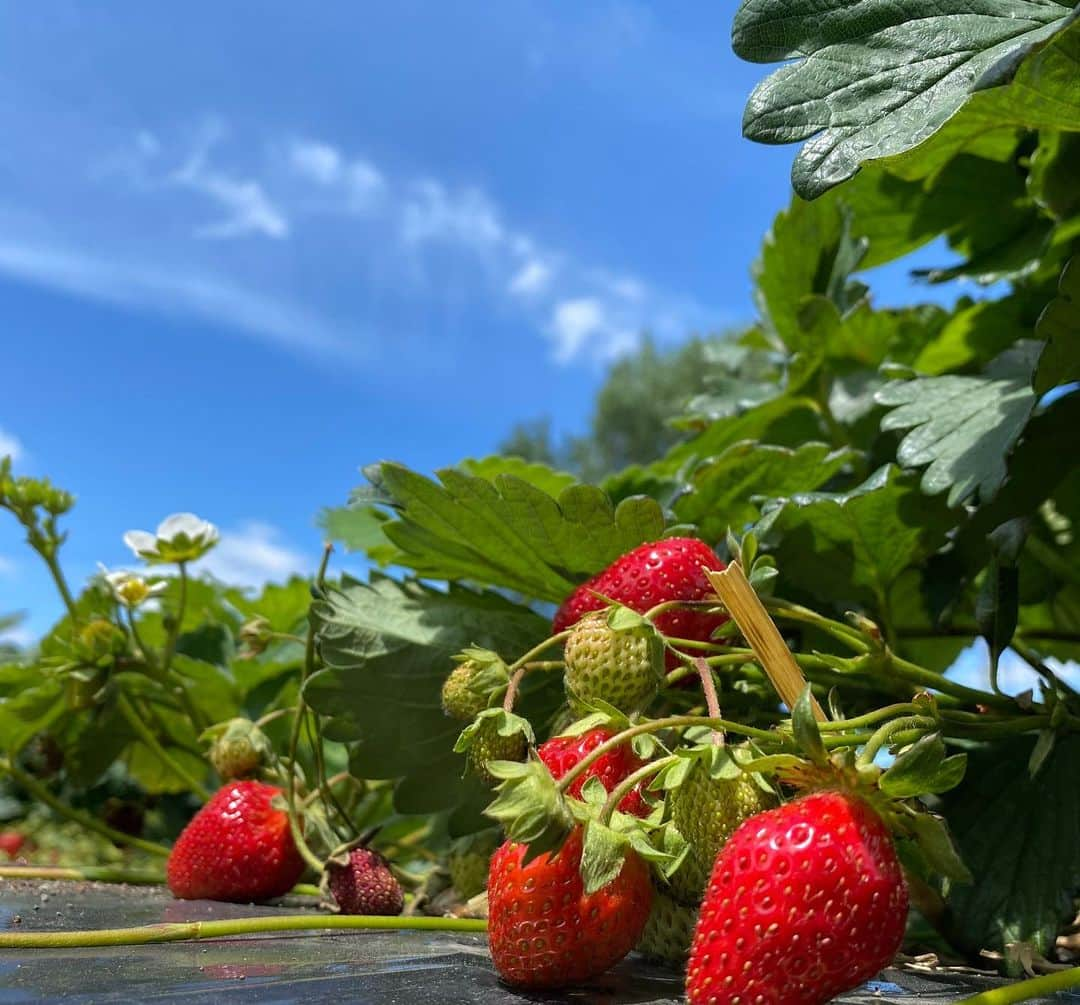 佐藤彩さんのインスタグラム写真 - (佐藤彩Instagram)「大好きないちごをたくさん食べられる幸せ🥺🍓 . . 19日から札幌と他の地域との往来が解除となったので、千歳市のいちご農園へ行きました🍓  谷藤アナ(@hbc_tnfj63 )と大堀アナ(@hbc_oohoriyui )と一緒に楽しんだいちご狩り😊🍓 . . 密にならないように気を遣いながら。 食べ放題という言葉に誘われ、食べたいちごの数は… 123個😳🍓 1.2.3フィニッシュです😂笑  子どものように、いちごに夢中でした。笑 . . こちらのいちご農園さんでは、今まではいちごを食べた後のヘタはそのまま土にかえす形だったそうですが… 今年から、持ち帰り用のパックとは別にそれぞれ紙コップが渡され、紙コップに入れたヘタは最後に回収される形になりました。 消毒液もありますし、感染対策しっかりされていましたよ。  あぁ、楽しかったなぁ😆🍓 そしてみんな可愛い！！ . 素敵な写真をたくさん撮ってくれた谷藤アナが、キャッチフレーズもつけて送ってくれた写真✨ ポスターみたい😳！！ . . 姉妹感が出ていませんか？🍓 . . . #いちご狩り #いちご #🍓 #いちご大好き #いちごに夢中 #1時間で #123個  #美味しくて #たくさん食べちゃった #いちご大食い選手権 #出られるかも  #楽しい #プチ旅 #千歳市  #札幌を出たのは4ヶ月半ぶり #前回はスノボでルスツ #季節はこんなに進みました #新しい形にチェンジ #姉妹感 #HBC #北海道放送 #アナウンサー #谷藤博美 アナ　#大堀結衣 アナ　#佐藤彩」6月27日 8時37分 - hbc_ayasato