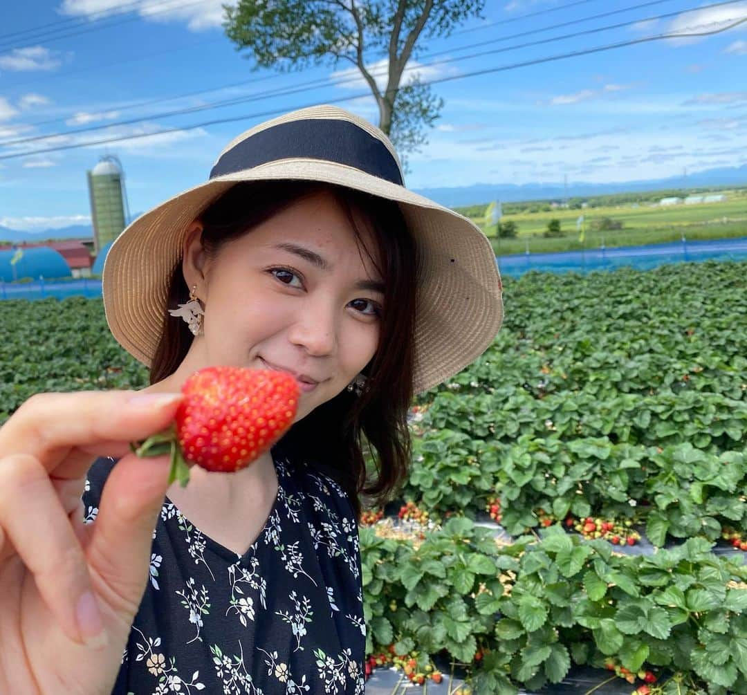 佐藤彩さんのインスタグラム写真 - (佐藤彩Instagram)「大好きないちごをたくさん食べられる幸せ🥺🍓 . . 19日から札幌と他の地域との往来が解除となったので、千歳市のいちご農園へ行きました🍓  谷藤アナ(@hbc_tnfj63 )と大堀アナ(@hbc_oohoriyui )と一緒に楽しんだいちご狩り😊🍓 . . 密にならないように気を遣いながら。 食べ放題という言葉に誘われ、食べたいちごの数は… 123個😳🍓 1.2.3フィニッシュです😂笑  子どものように、いちごに夢中でした。笑 . . こちらのいちご農園さんでは、今まではいちごを食べた後のヘタはそのまま土にかえす形だったそうですが… 今年から、持ち帰り用のパックとは別にそれぞれ紙コップが渡され、紙コップに入れたヘタは最後に回収される形になりました。 消毒液もありますし、感染対策しっかりされていましたよ。  あぁ、楽しかったなぁ😆🍓 そしてみんな可愛い！！ . 素敵な写真をたくさん撮ってくれた谷藤アナが、キャッチフレーズもつけて送ってくれた写真✨ ポスターみたい😳！！ . . 姉妹感が出ていませんか？🍓 . . . #いちご狩り #いちご #🍓 #いちご大好き #いちごに夢中 #1時間で #123個  #美味しくて #たくさん食べちゃった #いちご大食い選手権 #出られるかも  #楽しい #プチ旅 #千歳市  #札幌を出たのは4ヶ月半ぶり #前回はスノボでルスツ #季節はこんなに進みました #新しい形にチェンジ #姉妹感 #HBC #北海道放送 #アナウンサー #谷藤博美 アナ　#大堀結衣 アナ　#佐藤彩」6月27日 8時37分 - hbc_ayasato