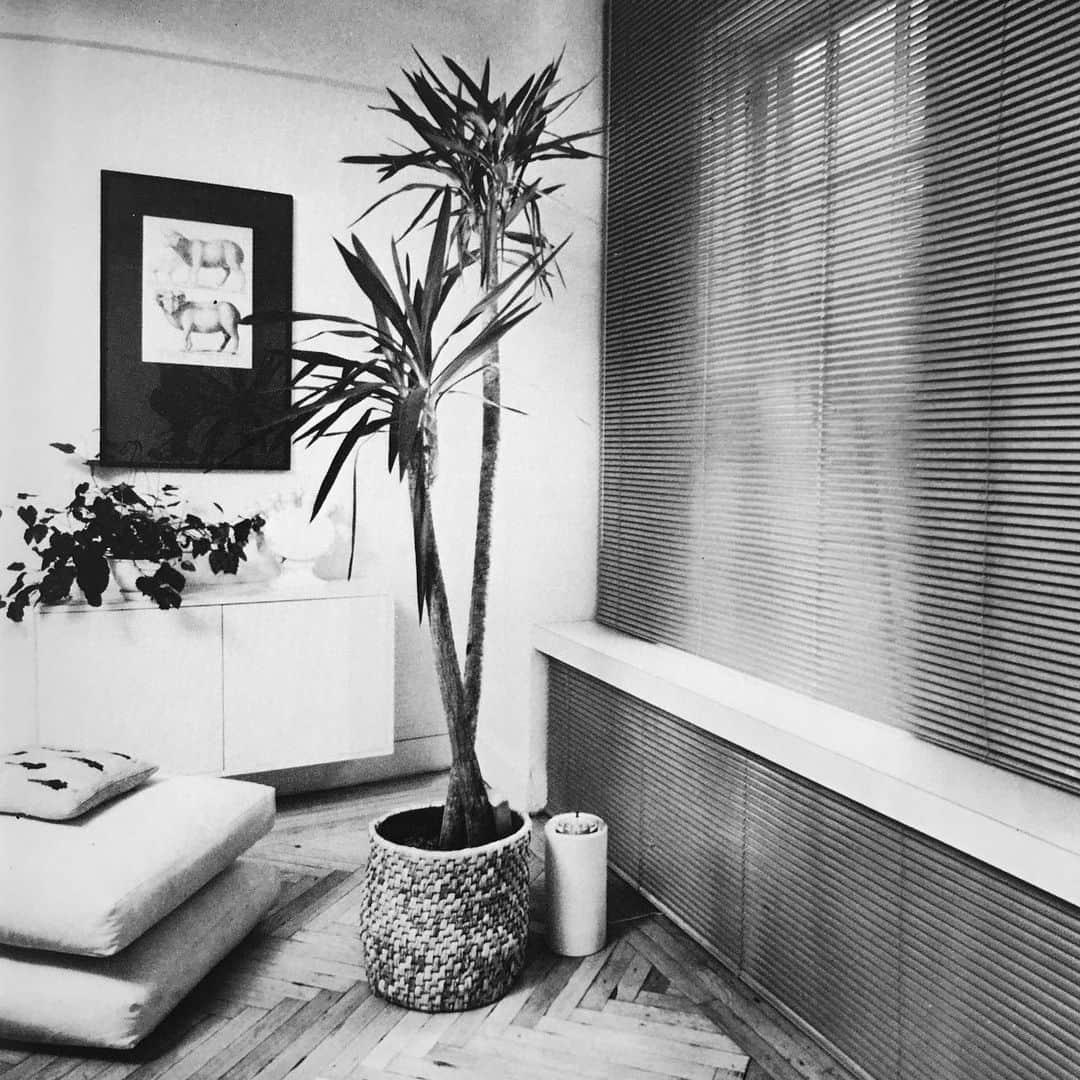 Meganさんのインスタグラム写真 - (MeganInstagram)「Richard Ryan’s New York apartment 〰 Mary Gilliatt ‘Decorating with Light’ #marygilliatt #interiordesign #indoorplants」6月27日 9時01分 - zanzan_domus
