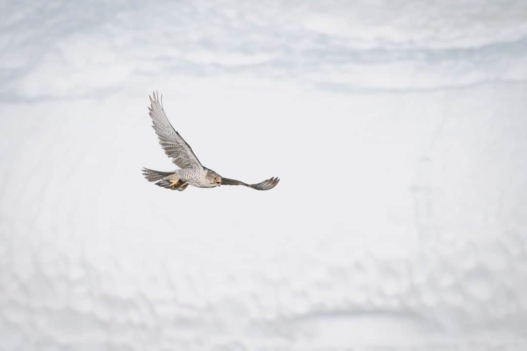 National Geographic Travelさんのインスタグラム写真 - (National Geographic TravelInstagram)「Photo by @kiliiiyuyan | A gyrfalcon hunts in front of a snowy mountainside outside Nome, Alaska. This arctic falcon, the largest of the family, patrols the farthest northern reaches of the globe. Already an elusive sight, it has become even more so as its range moves northward with the warming climate. Follow me @kiliiiyuyan for more from the Arctic. #arctic #falcon #alaska」6月27日 9時05分 - natgeotravel
