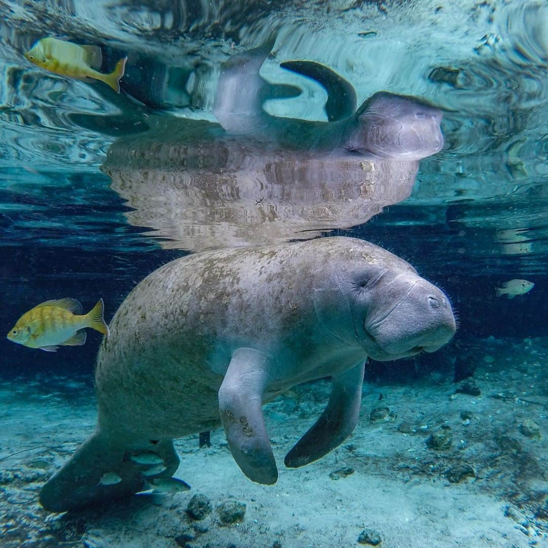 アメリカ内務省さんのインスタグラム写真 - (アメリカ内務省Instagram)「Slip beneath the water’s surface at Crystal River #NationalWildlifeRefuge in #Florida, and another world unfolds. This stunning photo of a smiling manatee in the company of colorful fish took the Wildlife Prize for the 2019 Share the Experience #photocontest. With more than 70 springs, Crystal River/Kings Bay is the largest natural winter refuge for manatees in the world, hosting over 550 manatees each winter. The springs in the bay have 72 degree Fahrenheit water, providing warm water perfect for the manatees to forage and float. Photo by Eric Fisher (www.sharetheexperience.org). #UsInterior」6月27日 9時14分 - usinterior