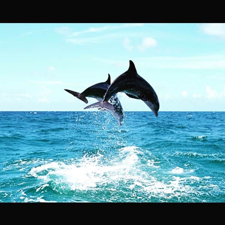 リッキー・ジャーヴェイスさんのインスタグラム写真 - (リッキー・ジャーヴェイスInstagram)「I’ve discovered a Sea World where the dolphins are really happy. It’s called the ocean. #EmptyTheTanks」6月27日 20時35分 - rickygervais