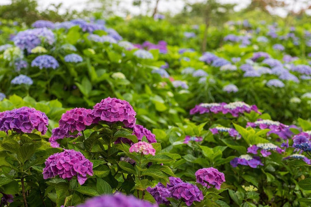 鹿児島よかもん再発見さんのインスタグラム写真 - (鹿児島よかもん再発見Instagram)「指宿スカイラインにある @keikaen6366 さんへ(^-^)/ 春の芝桜を見に行った時、紫陽花の場所をチェックしていたので訪ねて見ました。  その他の植物も観覧したり、雨の中、森の中を歩くのもよいものです。。 #鹿児島 #鹿児島観光 #指宿スカイライン #桂花園 #紫陽花 #kagoshima #kagoshimaphotograph  #鹿児島紫陽花 #鹿児島の風景」6月27日 20時37分 - kagoshimayokamon