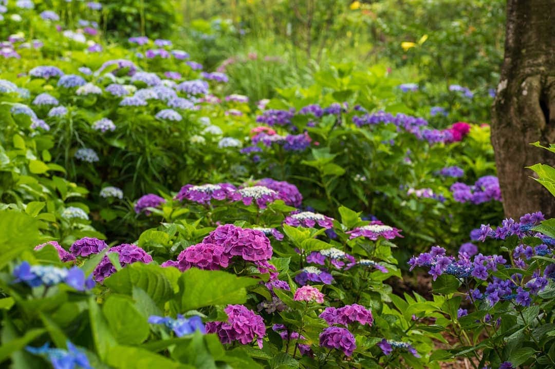鹿児島よかもん再発見さんのインスタグラム写真 - (鹿児島よかもん再発見Instagram)「指宿スカイラインにある @keikaen6366 さんへ(^-^)/ 春の芝桜を見に行った時、紫陽花の場所をチェックしていたので訪ねて見ました。  その他の植物も観覧したり、雨の中、森の中を歩くのもよいものです。。 #鹿児島 #鹿児島観光 #指宿スカイライン #桂花園 #紫陽花 #kagoshima #kagoshimaphotograph  #鹿児島紫陽花 #鹿児島の風景」6月27日 20時37分 - kagoshimayokamon