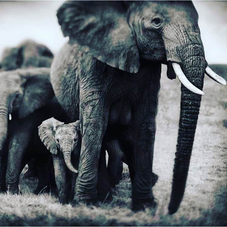 リッキー・ジャーヴェイスさんのインスタグラム写真 - (リッキー・ジャーヴェイスInstagram)「No one needs ivory except an elephant. #BanTrophyHunting」6月27日 20時39分 - rickygervais