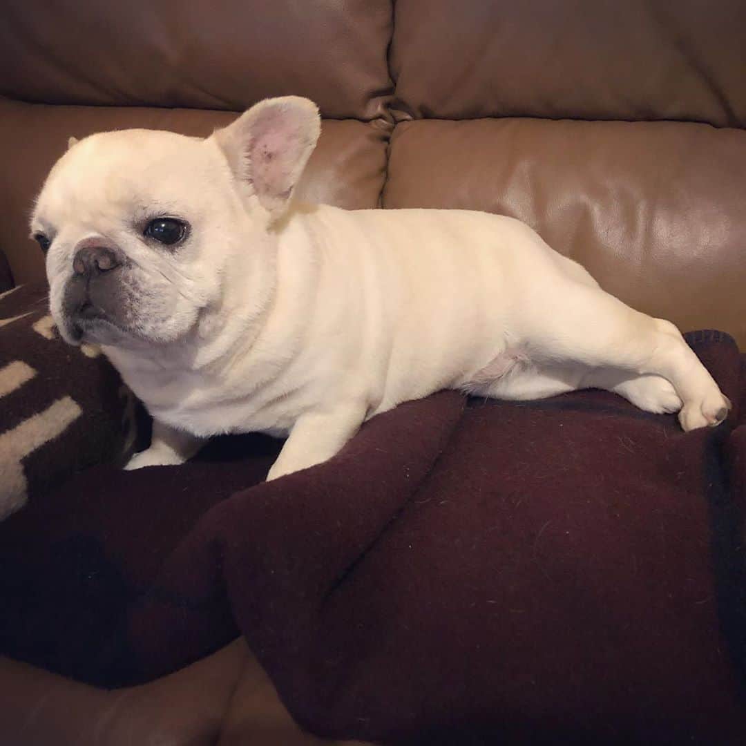 タニム（マーブル母）のインスタグラム：「* 後ろ足が萌えポイント✨ * #本当は眠いマーブル💤 #テレビっ子マーちゃん  #私のアモーレ🐷❤️」
