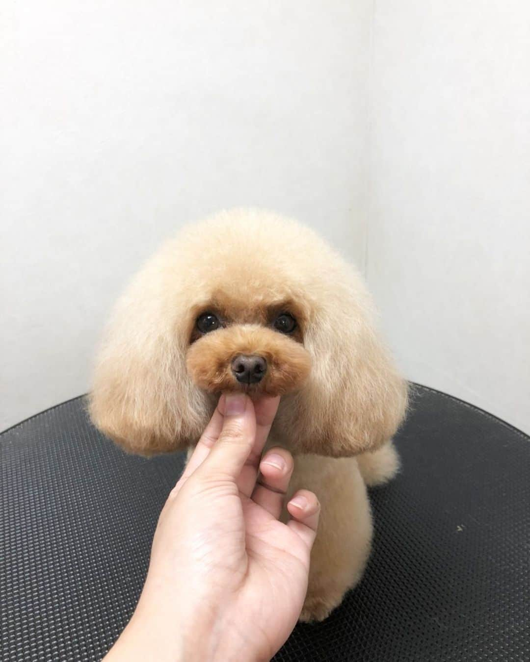 doghug (ドッグハグ) 豊洲本店さんのインスタグラム写真 - (doghug (ドッグハグ) 豊洲本店Instagram)「お耳長めのキノコカット🍄  #BLISS#bliss#豊洲#仔犬#子犬#プードル#ふわもこ部#ワンコなしでは生きていけません会#犬バカ部#もふもふ#トリマー#トリミングサロン#トリミング#グルーミング#トイプードル#トイプー#ティーカッププードル#キノコカット」6月27日 19時07分 - bliss.trimming