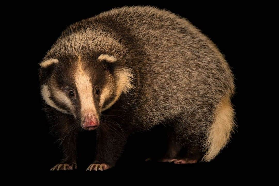 Joel Sartoreさんのインスタグラム写真 - (Joel SartoreInstagram)「Hog badgers like this one @wrs.ig are found primarily throughout Southeast Asia, inhabiting a variety of landscapes. As you might have guessed, their most notable feature is their “pig-like snout” that is used for feeding, along with modified teeth specifically used to move soil. Once the badger detects the scent of potential prey, it uses its snout and teeth on its lower jaw to dig into the ground until food is successfully uncovered. The hog badger’s favorite food is earthworms, but they will also eat fruit, roots, and tubers. #hogbadger #snout #digger #teeth #burrow #PhotoArk #savetogether」6月27日 19時12分 - joelsartore