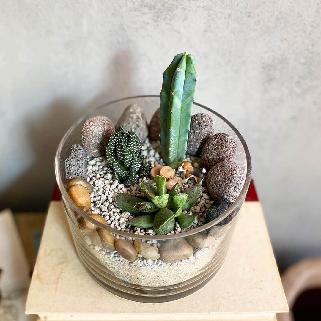 ウォン・ジナのインスタグラム：「엽오빠 덕분에 힐링 제대로 했네🌵 테라리움💛최고얌!땡큐!!👍🏻😭」