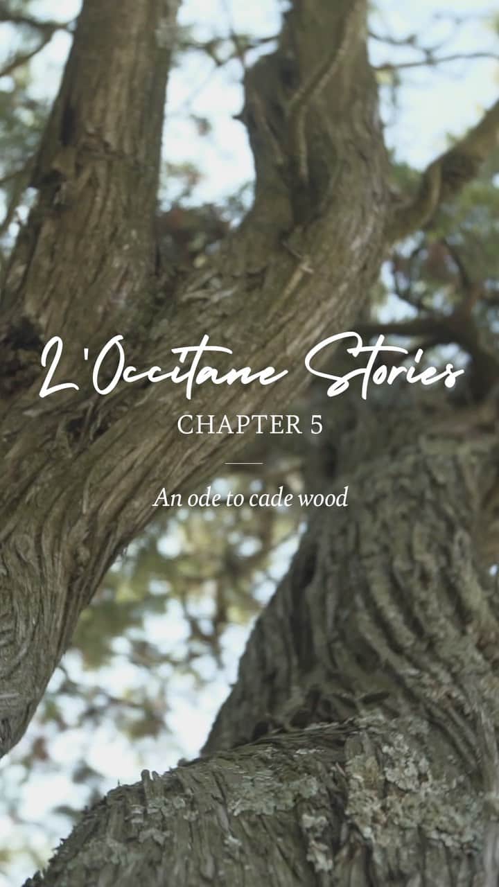 のインスタグラム：「LISTEN: Our last virtual roadtrip takes us in the heart of Ardeche, surrounded by 300 year old trees🌲.Do you want to know more about it? Check out all our « L’Occitane Stories » #LOccitaneSenses #Cade #Biodiversity #France #Upcycling #Ardeche #Fresh #Organic #MadeinFrance #TakeCare #Poem #Listen #Poem #Nature」