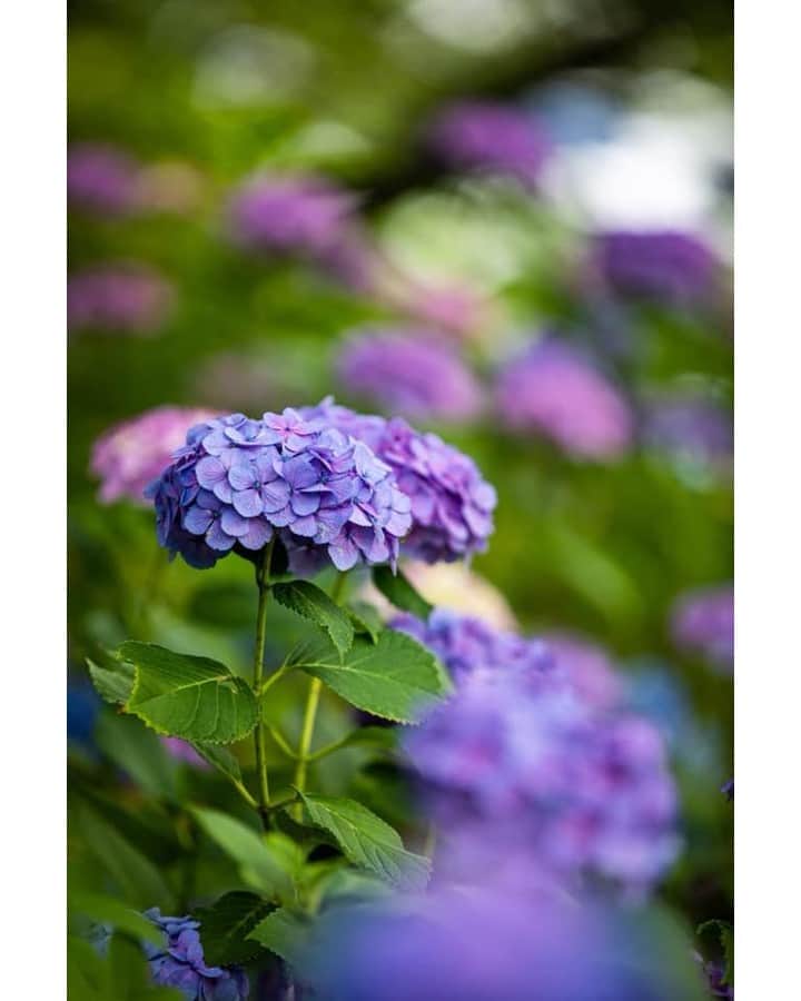 花の写真館さんのインスタグラム写真 - (花の写真館Instagram)「Photo by 長谷川 博紀.⠀ .⠀ Original Post[投稿いただいたURL]⠀ https://www.facebook.com/photo.php?fbid=1576981592439504⠀ .⠀ 本アカウントは、 #私の花の写真 をつけてInstagramに投稿された皆さまの花の写真や、「花の写真館」Facebookページで投稿された花の写真を紹介します。⠀ 「花の写真館」Facebookページは、「 @floral.photograph 」のプロフィールにあるURLからご覧ください。⠀ .⠀ ※各自、政府、自治体など公的機関の指示に従った行動をお願いします。⠀⠀ 東京カメラ部および分室では、写真を「見る楽しみ」を提供することを通して、微力ながら皆様にわずかな時間でも癒しをお届けしたいと思っております。⠀ ※本アカウントは東京カメラ部がFacebook、Instagramのサービスを利用して運営しているもので、Facebook社・Instagramとは一切関係ありません。⠀ .⠀ #花の写真館 #floralphotograph #floralphoto #flower #flowers⠀ Follow: @floral.photograph」6月27日 19時30分 - floral.photograph