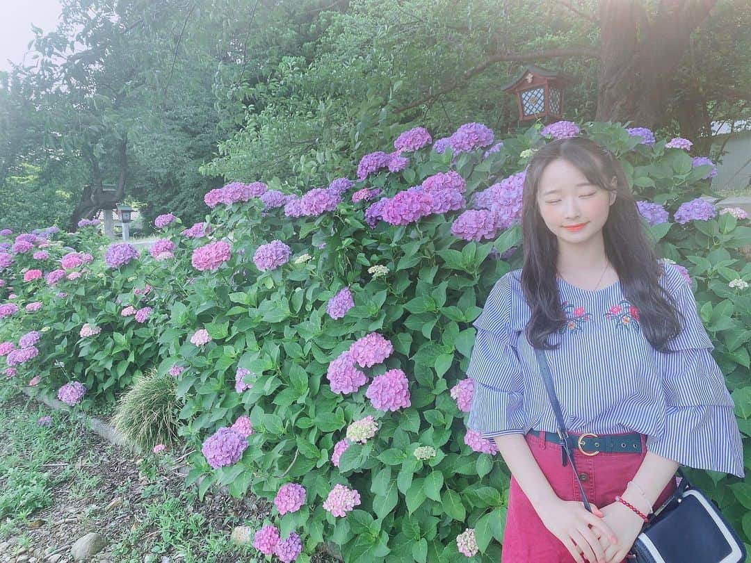 諸橋姫向さんのインスタグラム写真 - (諸橋姫向Instagram)「紫陽花♥ #弥彦村 #紫陽花 #諸橋姫向 #followme」6月27日 19時53分 - hinata_48_yahi5