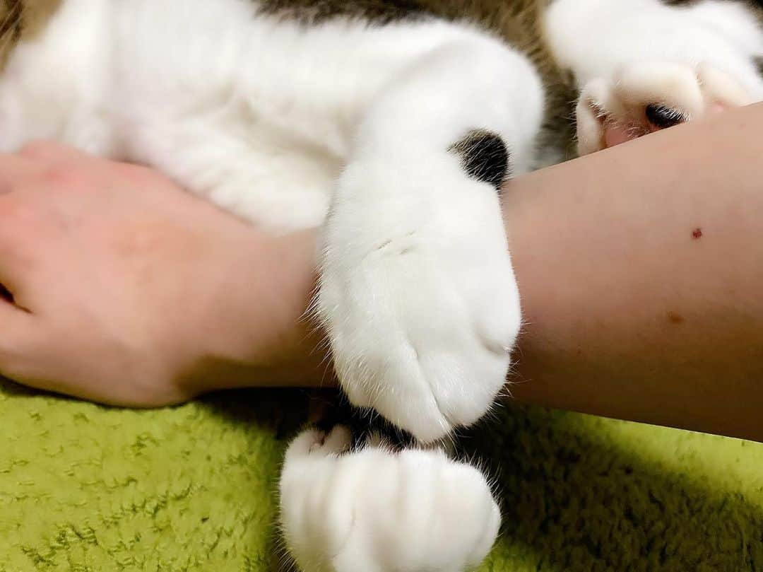 野本かりあのインスタグラム：「‪2コマ劇場🐱‬ ‪『ルカ、カアリイの腕を行かないでってして、可愛い💖』‬ いいえ 噛みたいからだよ。（ルカ）」