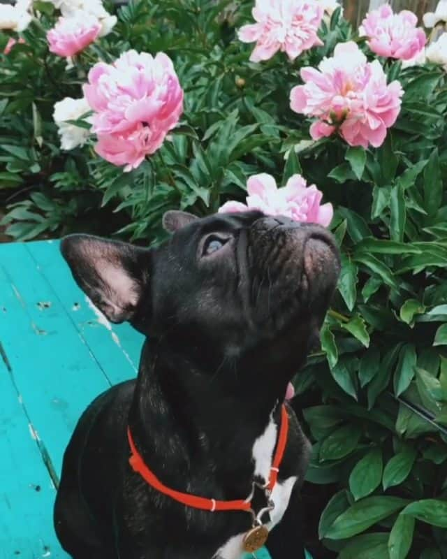 French Bulldogのインスタグラム