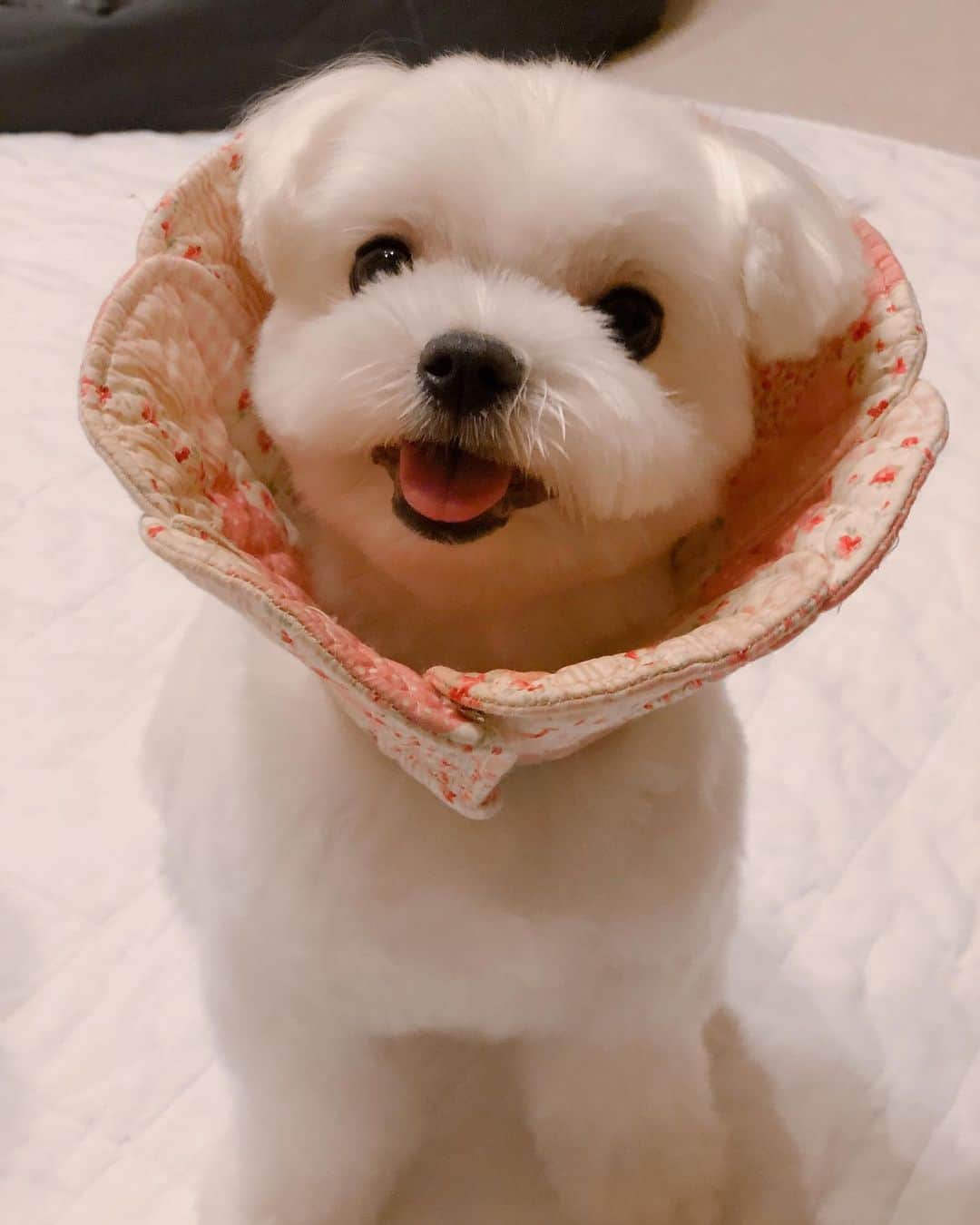 マルチーズ兄妹♡おかゆとおもちのインスタグラム：「…🐶💕✂️ . . もっちぃ〜お帰りー🛀🏻✂️🐶 . . めっちゃ可愛いやん💕 ぜったい嫁にはやらんぞ😆 . おかゆはいつでも婿にやるけどね🤣 . @dogsalon_yuya  @tumu_irochan  いつも綺麗にしてくれてありがとう〜😄 店長さんいつも抱っこして遊んでくれてありがとう〜😄 . #9gag #9gagcute #maltese #malteseofinstagram #happydog #dogsmile #doglove #doglover #dogstagram #instadog #lovedogs #ilovemydog #cutedog #dogoftheday #instapet #말티즈 #fluffypack . #okayusan #マルチーズ #犬バカ部  #わんこ  #エブリドッグ  #pecotv #pecodogs #鼻ぺちゃ #マルチーズ兄妹 . .」