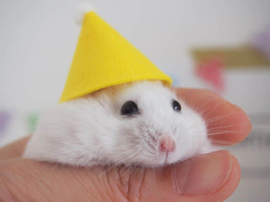 kuroさんのインスタグラム写真 - (kuroInstagram)「. . Happy boy (⑅˃◡˂⑅) . . #tbt #ハムスター #ハムスタグラム #hamster #hamstergram #hammy #furrendsupclose #nature_cuties #cutepetclub #kawaii #pets_of_our_world #ふわもこ部 #もふもふ #癒し #fluffy #olympuspen #ミラーレス一眼 #ファインダー越しの私の世界 #animals_in_world #igersjp . . 2020.6.27 ☁︎☀︎ .」6月27日 20時04分 - kuroham___