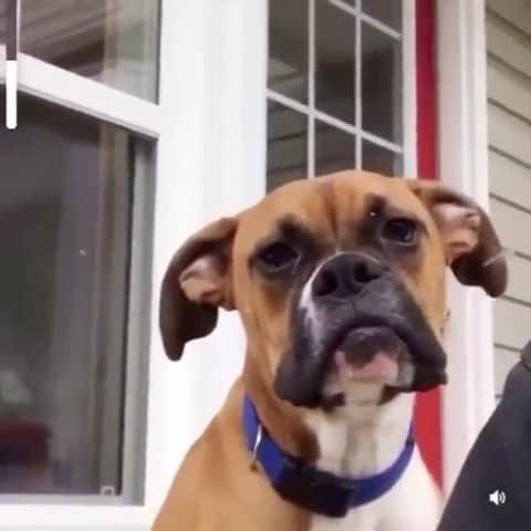 Daily The Best And Funniest Videosのインスタグラム：「This is Barney, he yawns a little different 🐶😍 By @emm_lotte」