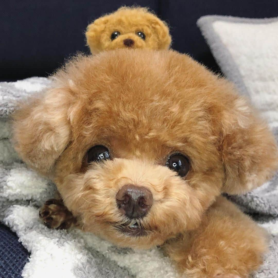 ふわさんのインスタグラム写真 - (ふわInstagram)「#toypoodle#toypoodlegram#dogsofinstagram#doglover#doglife#instadog#dog#fuwamama#ふわもこのふわ#ふわ#といぷーどる#トイプードル#ふわもこ部#犬バカ部#親バカ部#犬のいる暮らし#ふわ‼︎うしろうしろ〜」6月27日 20時24分 - huwayama