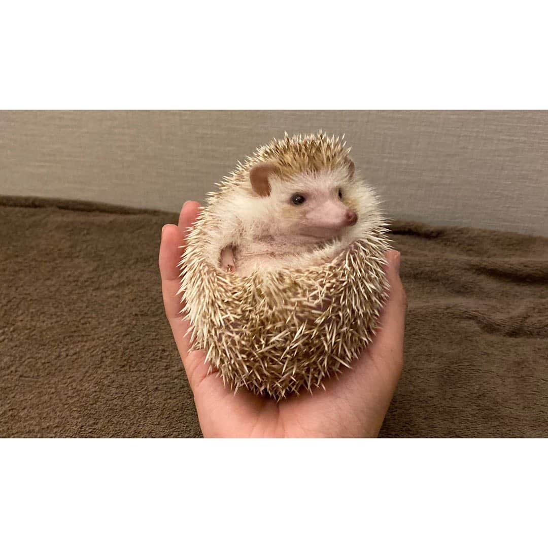 Kento Tarumiのインスタグラム：「_ . どうしてもこっち向いてくれない🦔 . . #今日のコシロウ」