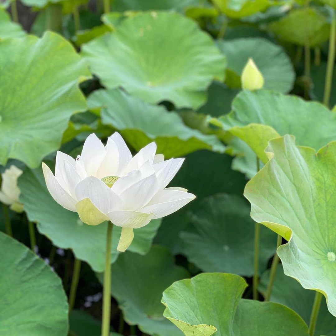 内田有理さんのインスタグラム写真 - (内田有理Instagram)「蓮の池️🥰️✨ めちゃ探してました〜😣❣️ 泥沼から出てくる美しい花、仏様の花は、なんか神秘的✨ ちょっと蓮の実は集合体恐怖症の私は気持ち悪い😖笑」6月27日 11時53分 - yuriuchida1018