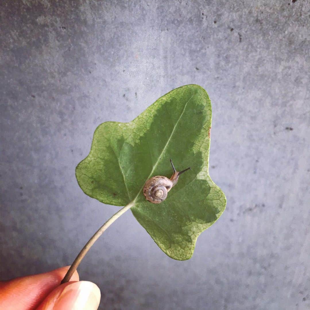 今村沙緒里さんのインスタグラム写真 - (今村沙緒里Instagram)「小さなカタツムリ。 久しぶりに、見た！ アイビーについてきたのですが… お花屋さんにお返ししました＊ 梅雨ですね🐌 ・ small snail！ ・ #snail #june #plant #梅雨 #カタツムリ #小さい」6月27日 12時13分 - saorix13
