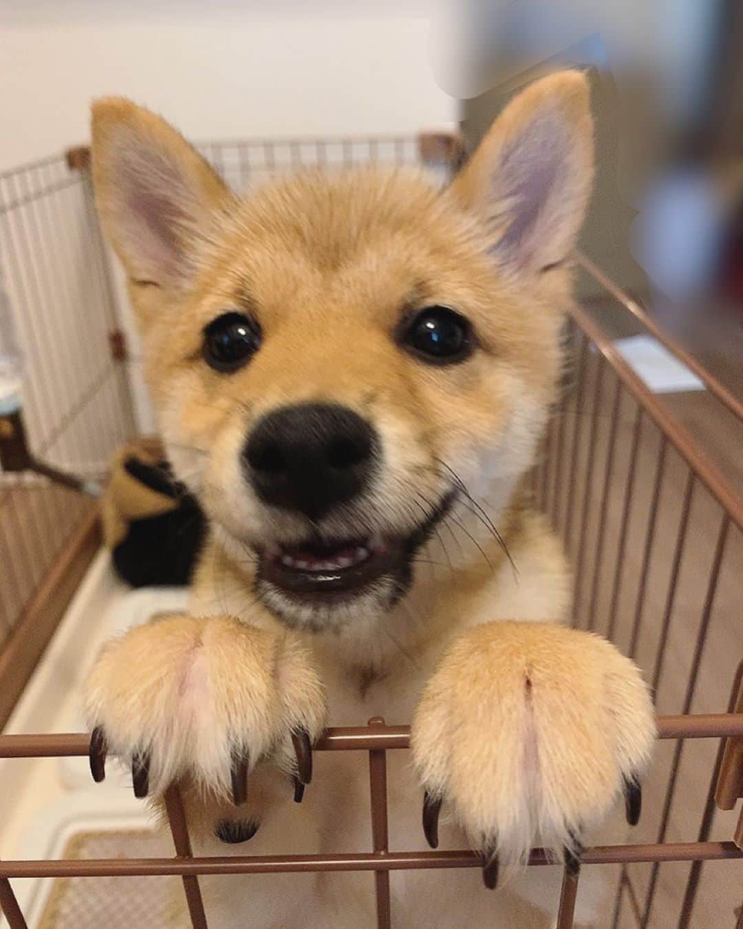 のインスタグラム：「😃 . . . .  #豆柴#柴犬#日本犬#黒柴#黒豆柴#まめしば#しばいぬ#しば#しばすたぐらむ #こいぬ #柴  #ここ柴部#柴子犬 #shibalove #mameshiba #kuroshiba #shibainu #shiba #shibadog #shibastagram #shibastyle#なーこ」