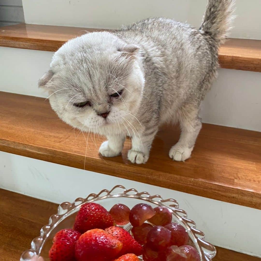 Haruのインスタグラム：「Is that mine? 🍓🍇 #จะเดินผ่านหรอ #ส่งของกินมาก่อน #ส่งส่วย」