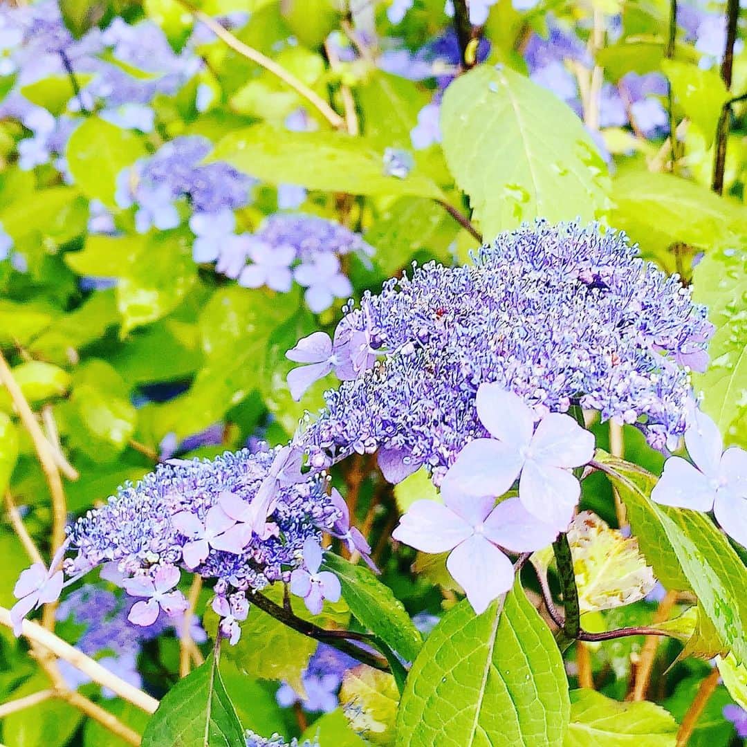 大隅智子さんのインスタグラム写真 - (大隅智子Instagram)「今年も一関のみちのくあじさい園に行ってきました。 ヤマアジサイが見頃です。 杉林の中でひっそりと咲く美しさ。 清涼感たっぷりです。 #一関　#みちのくあじさい園　#岩手　#ヤマアジサイ　#アジサイ」6月27日 12時34分 - tomokotenki