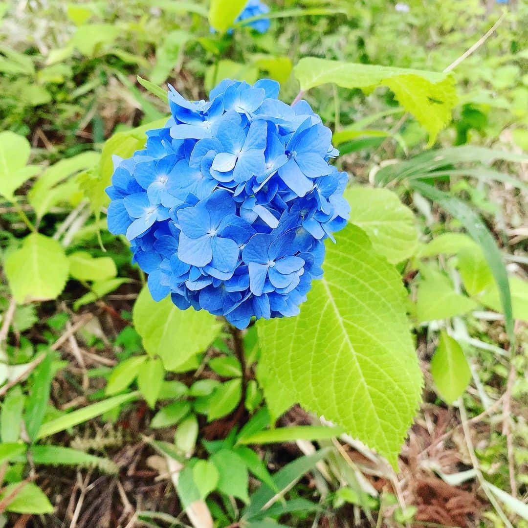 大隅智子さんのインスタグラム写真 - (大隅智子Instagram)「今年も一関のみちのくあじさい園に行ってきました。 ヤマアジサイが見頃です。 杉林の中でひっそりと咲く美しさ。 清涼感たっぷりです。 #一関　#みちのくあじさい園　#岩手　#ヤマアジサイ　#アジサイ」6月27日 12時34分 - tomokotenki