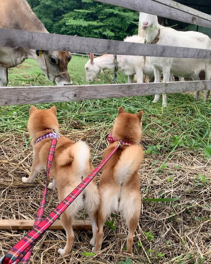 豆柴 サニーちゃんのインスタグラム