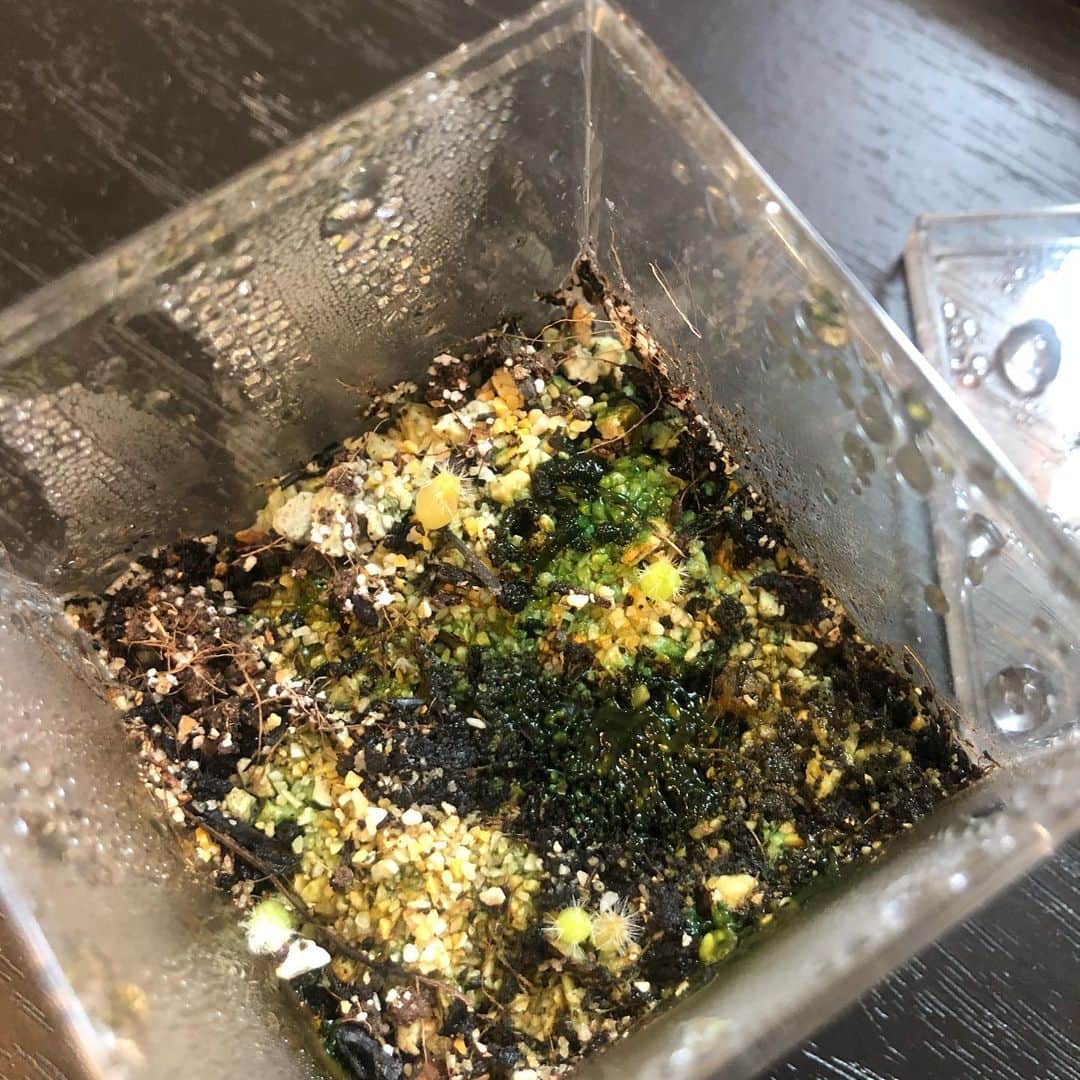 関取花のインスタグラム：「成長してる🌵」