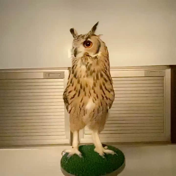 GEN3 Owlのインスタグラム：「・・・・・ん、なに？ What? #owl #owlgaru」