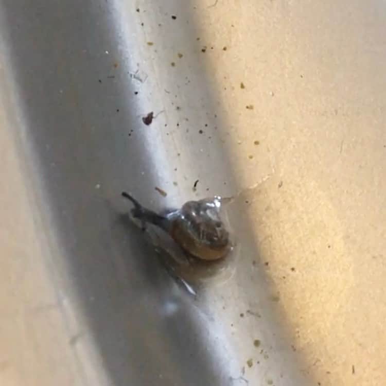 いとうせいこうのインスタグラム：「モッコウバラの苗をほどいて土だらけになったシンクに、体長3ミリのカタツムリが！　ベランダのアマリリスの鉢に放った。」
