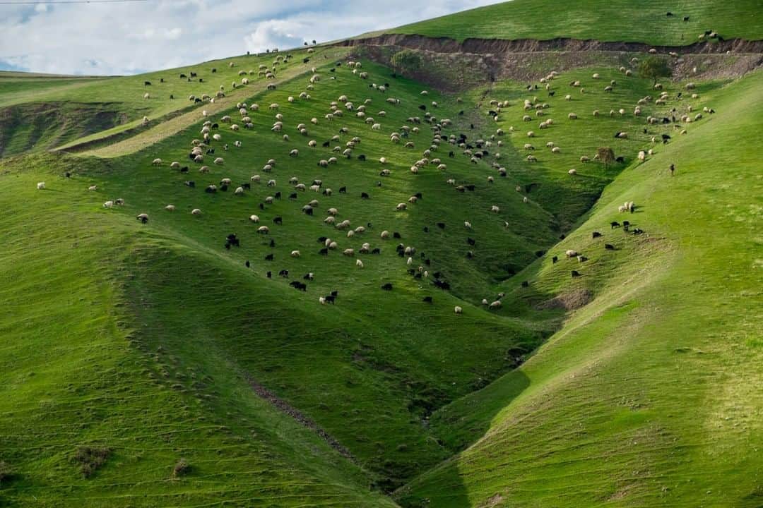 National Geographic Travelさんのインスタグラム写真 - (National Geographic TravelInstagram)「Photo by @francescolastrucci | While traveling on the wild mountain roads of northern Iraq, between the Kurdish cities of Erbil and Akre, I stopped my car to photograph a flock of sheep in the beautiful unspoiled mountains near Shaqlawa. Shepherds with tents and vast flocks of sheep are a common sight in the green mountain meadows of Kurdistan. The Kurdish raise Karakul sheep mostly for their wool, which they naturally dye and turn into beautiful handwoven rugs. Some of the intricate and colorful designs have been passed down for many generations. Their diary products are also excellent: yogurt, milk, and cheese. Follow me @francescolastrucci for more places, daily life, and stories around the world. #mountains #kurdish #landscape」6月27日 13時09分 - natgeotravel