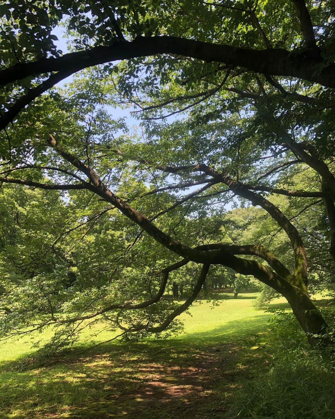 三原勇希さんのインスタグラム写真 - (三原勇希Instagram)「ひとりで子供のように思いっきり駆けた🍃 家から少し遠い、森のような公園まで🍃 私にとってのランニングってこういう感じ🍃 距離も時間も気にしない、ただただ気持ち良くてリフレッシュ🍃 やはり自然の多いとこに住みたい🍃」6月27日 13時23分 - yuukimeehaa