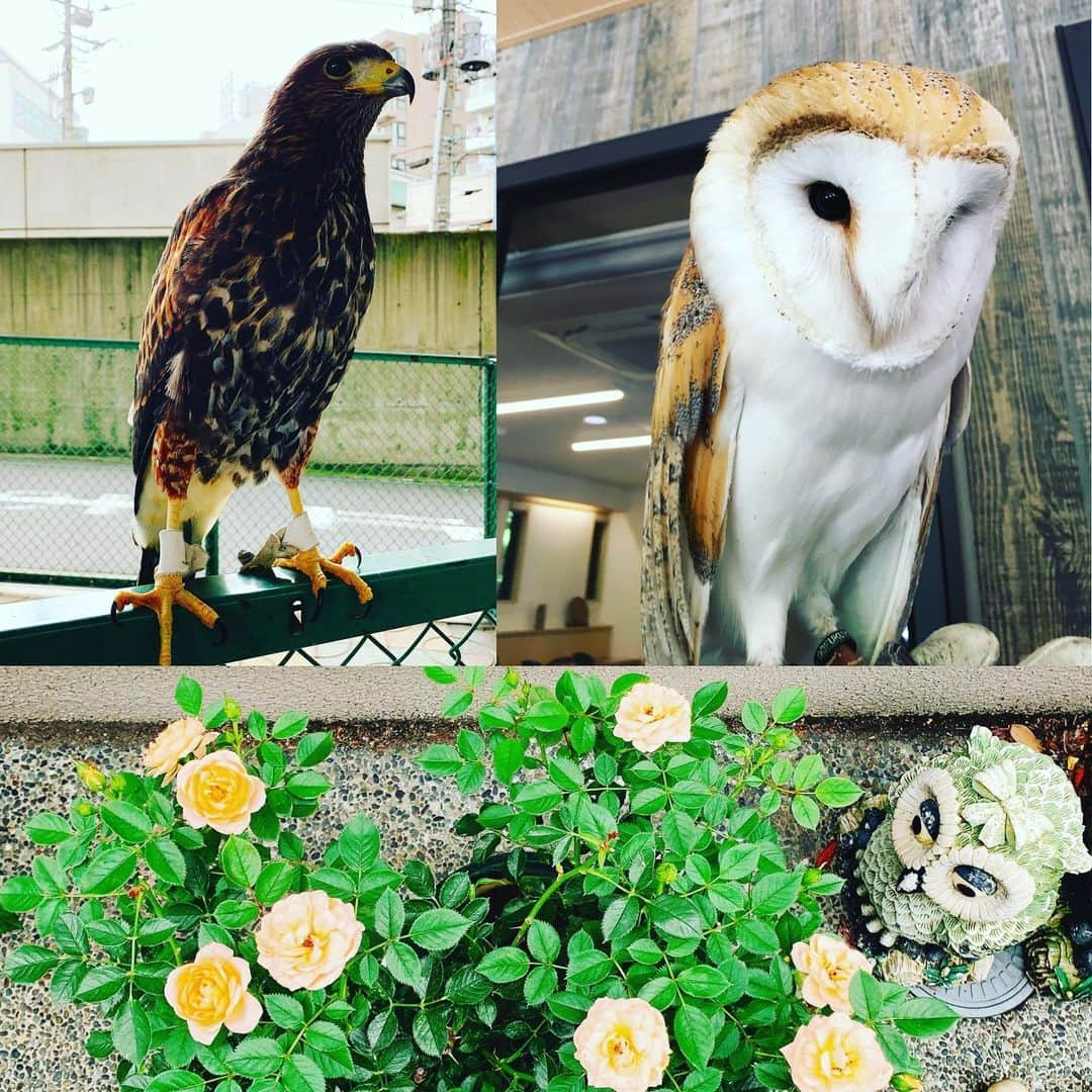 宇徳敬子さんのインスタグラム写真 - (宇徳敬子Instagram)「#owl , #bird of minerva, bird of night, hooter タカのようなくちばしとツメに正面を向く眼がある大きな頭を持つ夜行性の猛禽と辞書にはあります(^^) (nocturnal bird of prey with  #hawk like beak and claws and large head with front-facing eyes)  置き物はニセモノ😅でも可愛い😊 #たか と #ふくろう　はホンモノ☺️ 飼い主さん曰く…  #幸せを呼ぶ  #lucky な事を引き寄せるとの事💘 #幸運 のお裾分け💕 #happypointup #ハッピーポイントアップ💞  これから皆さまと共に 幸せな時間を過ごしていきましょう💗  #森の物知り博士 #森の忍者 #森の哲学者と呼ばれる  #幸福のふくろう🦉  #梟 #鷹 #鳥 💙今夜は22時22分〜💙 宇宙パワーステーション 遊びに来てね💞 #インスタ  #インスタライブ #instagram  #ukf  #uk #宇徳敬子 @utoku_keiko  #happy  #happytime  #ファンミーティング  #thankyou」6月27日 13時31分 - utoku_keiko_official