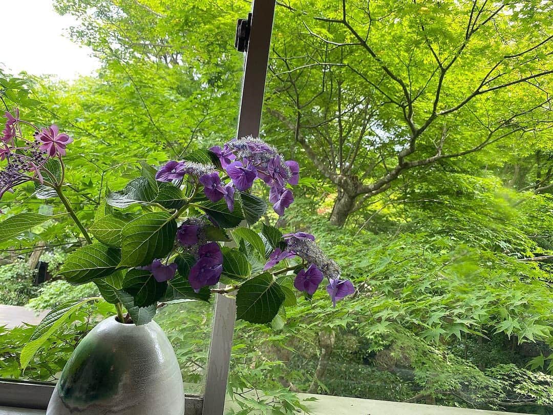 湯の山温泉 寿亭|Ryokan KOTOBUKITEIさんのインスタグラム写真 - (湯の山温泉 寿亭|Ryokan KOTOBUKITEIInstagram)「・ こんにちは。 1枚目のお写真は二階ロビーより🌼 ・ #紫陽花 も綺麗ですが背景の#寿亭 #日本庭園 の綺麗な緑木も本当に癒されます☺️🌿 四季折々の自然をご覧いただけます。 ・ また、当館では、スタッフが生けた#花 を館内に飾らせていただいております。 是非、ご覧下さいませ😊💐 ・ そして、2.3.4枚目のお写真は「渓声閣」という建物の中にあります#貸切風呂 の3箇所です。 宿泊や昼食の方はもちろん#日帰り入浴 の方もご利用いただけます。 寿亭でゆったり過ごしませんか。 是非、皆様のお越しをお待ちしております♨️ ・  #三重#温泉#温泉好き#温泉旅行#旅行#温泉旅館#寿亭三重旅#三重旅行#女子旅#インスタ映え#旅館寿亭#寿亭中庭#部屋食#まったり#ゆったり#旅館ご飯 #mie#japan#yunoyamaonsen#onsen#ryokan#ryokanlife#visitmie」6月27日 13時49分 - kotobukitei_ryokan