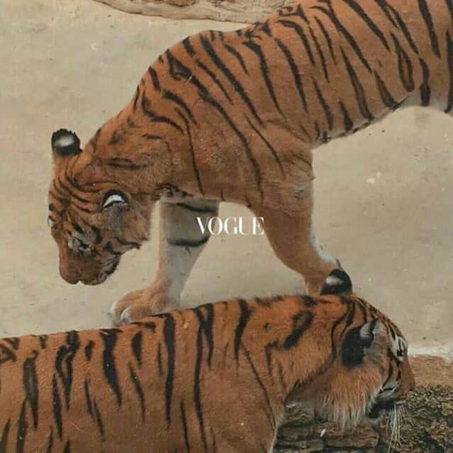 チップ＆ペッパーのインスタグラム