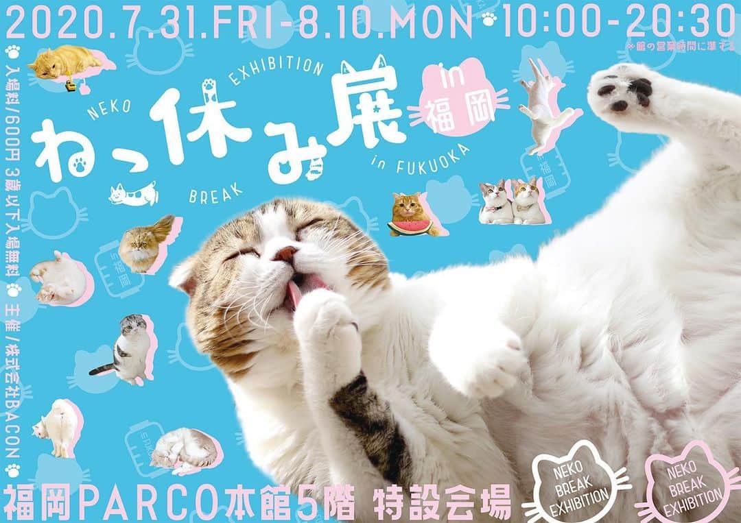 プンクマさんのインスタグラム写真 - (プンクマInstagram)「コロナ渦で延期になっていた「ねこ休み展」が福岡PARCOで始まります。 7月31日(金)から8月10日(月)までだよ。 #ねこ休み展 #猫 #ねこ #cat #catstagram #catsofinstagram #neko」6月27日 20時47分 - pnkm913
