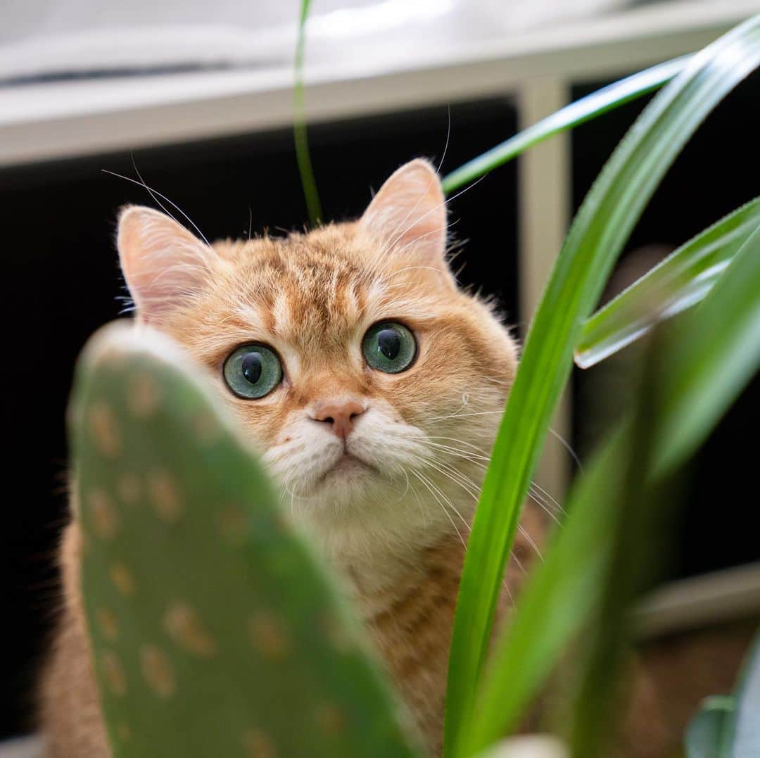 Hosicoさんのインスタグラム写真 - (HosicoInstagram)「Happy Hosiday! 🌵」6月27日 15時29分 - hosico_cat