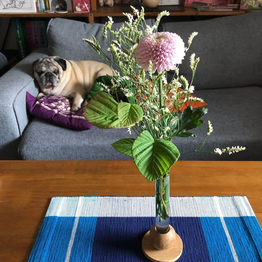 やついいちろうさんのインスタグラム写真 - (やついいちろうInstagram)「今週の一輪挿し。ピンポン菊。  #pug #pugs #puglife #puglove #パグ #パグスタグラム」6月27日 15時39分 - yatsuiichiro