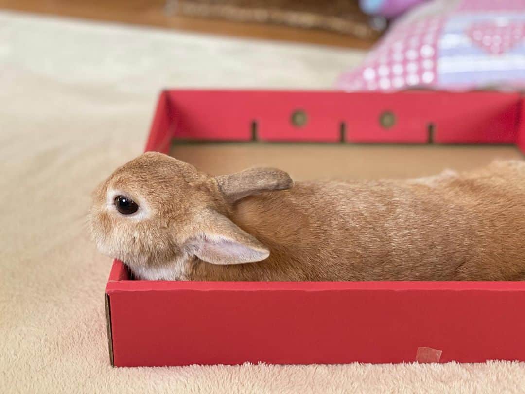 ラン?さんのインスタグラム写真 - (ラン?Instagram)「箱の片付けをしてたんですよ そしたら、ランが遊んでるから出しておいてあげたら、、、 ごろんして、うとうと♡ _( ・ω・」∠)_ 💕💕 ちょうど良い大きさだね～😊 ☆  #うさぎ #ネザーランドドワーフ #rabbit #bunny #bunnystagram  #rabbitstagram  #cute  #かわいい #ふわもこ部  #もふもふ  #zip写真部  #アニマル写真部 #instagramjapan #netherlanddwarf #うさぎと暮らす  #うさぎのいる暮らし #癒し #kawaii #ランちゃん  2020.06.27」6月27日 15時40分 - mofumofuusako