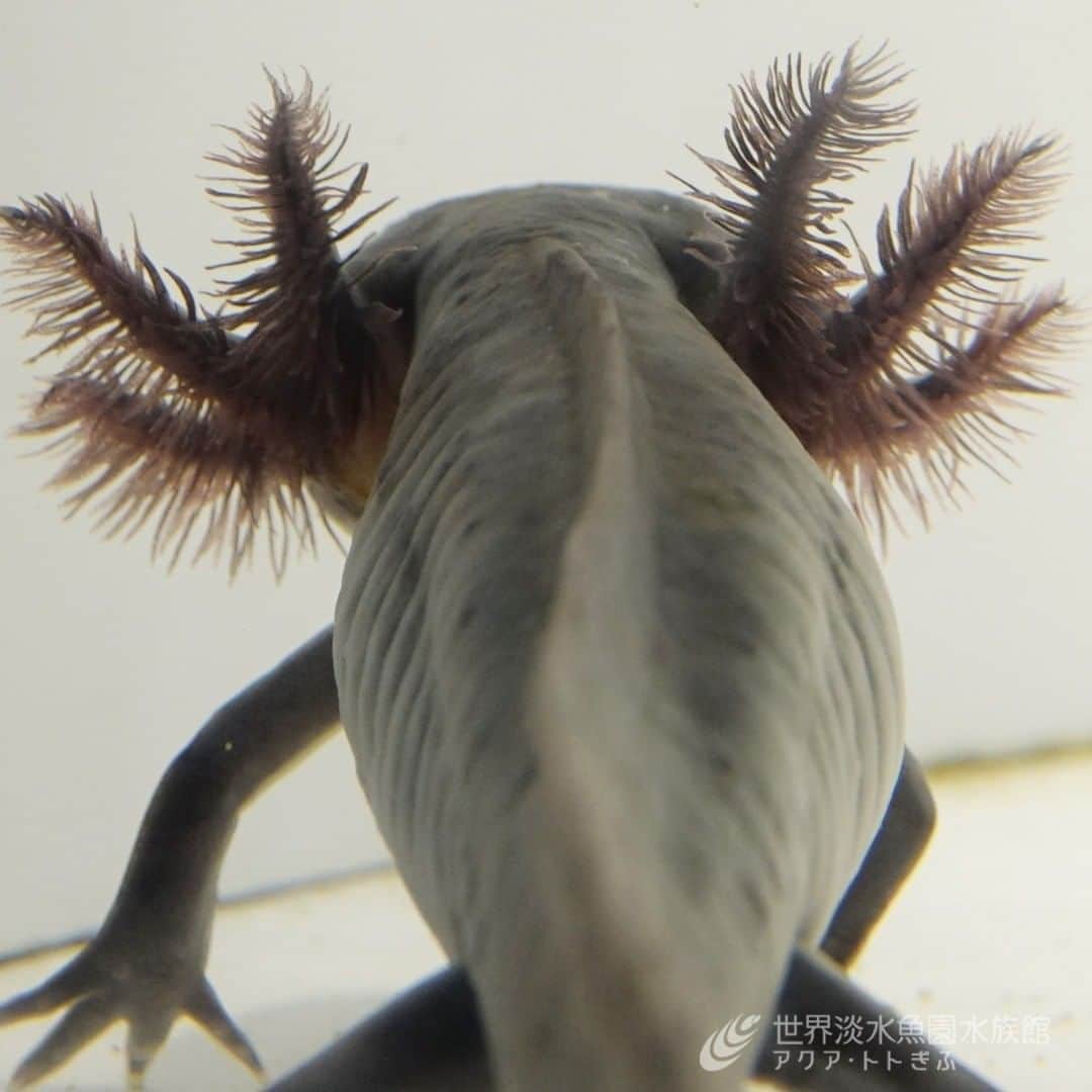 世界淡水魚園水族館 アクア・トト ぎふのインスタグラム：「先日取材に来られたあるメディアの方が、ウーパールーパーがゆったり歩く姿や、立ち止まったままの姿を見て「こんな生き方したい」と仰っていました。  生き物を目にして、受け取り方は人それぞれ。 今日もたくさんの方にお越しいただいています。それぞれの思い出をお持ち帰りくださいね。  #アクアトト #アクアトトぎふ #アクアトト岐阜 #aquarium #ウーパールーパー#Ambystomamexicanum」