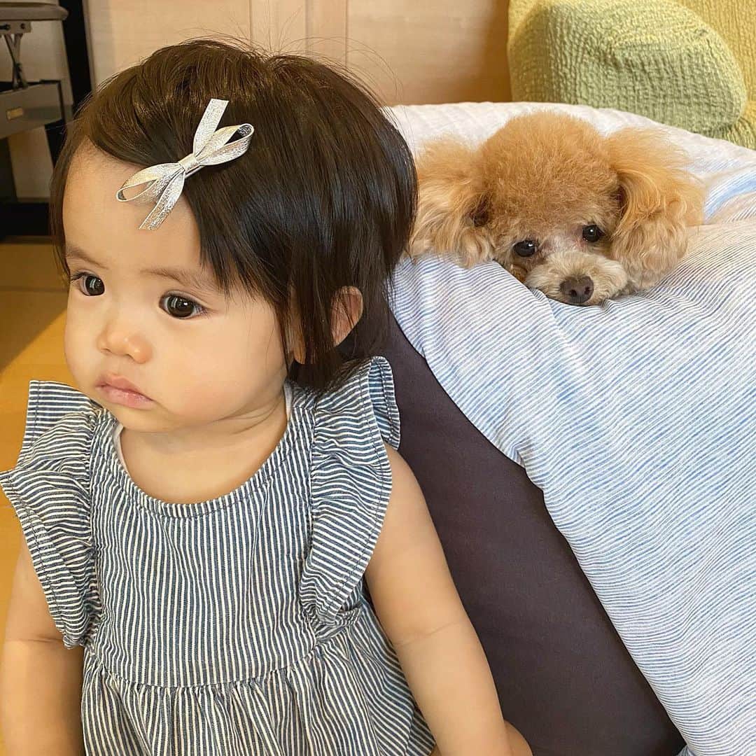 姫野れみのインスタグラム：「愛娘×愛犬 の２ショットはたまらない🥺♡♡ なんだかお目目が似てる気がする🥰 ・ #baby #girl #babygirl #11months #dog #tiny  #tinypoodle #poodle #toypoodle #dogstagram  #mydog #instadog #lovemydog #lovedog #11ヶ月 #赤ちゃん #ベビー #女の子ベビー #女の子 #ベビフル #ベビモ #赤ちゃんのいる生活 #べびすたぐらむ #愛犬 #ヴィヴィ #タイニープードル #タイニー #トイプードル #トイプー」